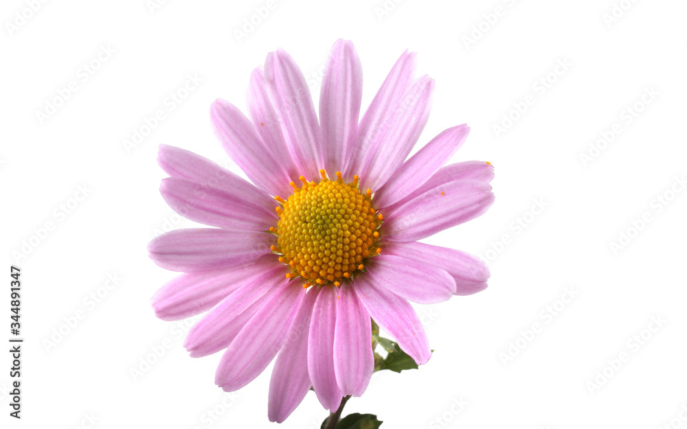 Chrysanthemum flower Chrysanthemum flower