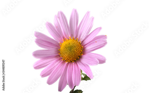 Chrysanthemum flower