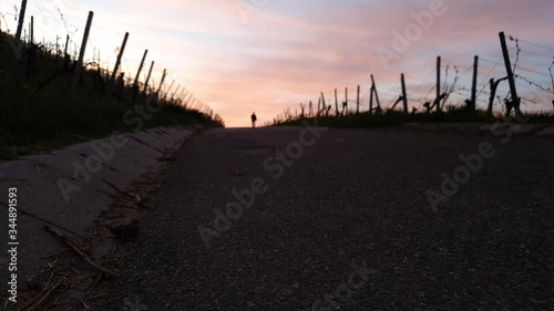 Man is walking on a way in vineyard dawn scenery photo