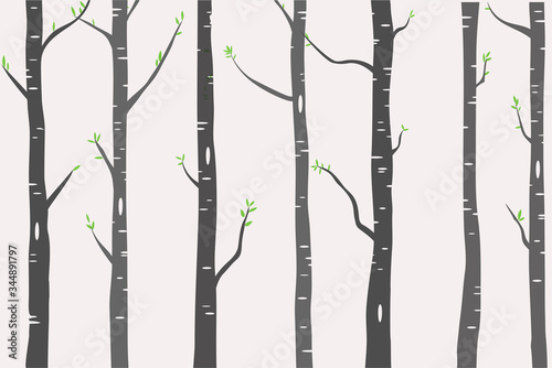 Birch or Aspen Trees with green leaves illustration