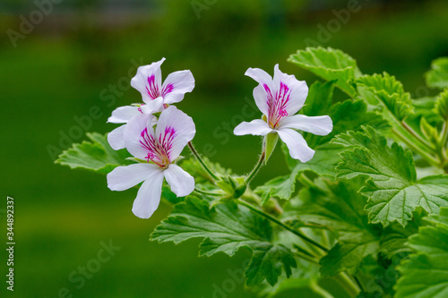 Pink pelargonium blooming in the garden