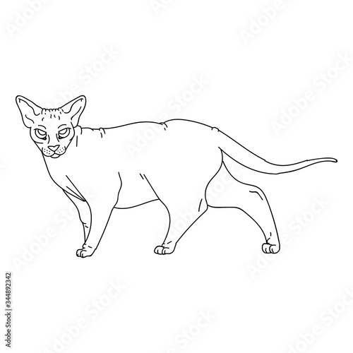 Cute cartoon monochrome sphynx cat vector clipart. Pedigree exotic kitty breed for cat lovers. Purebred domestic kitten lineart for pet parlor illustration mascot. Isolated hairless feline housecat.