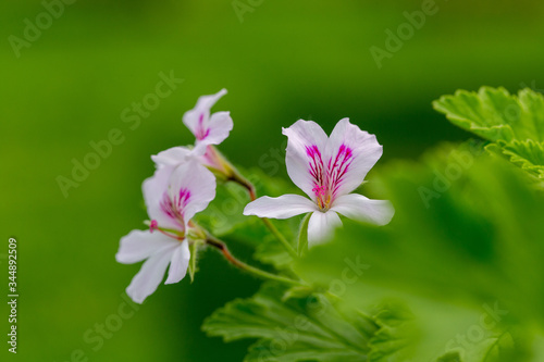 Pink pelargonium blooming in the garden
