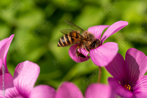 Close-Up of a honey bee on pink flower