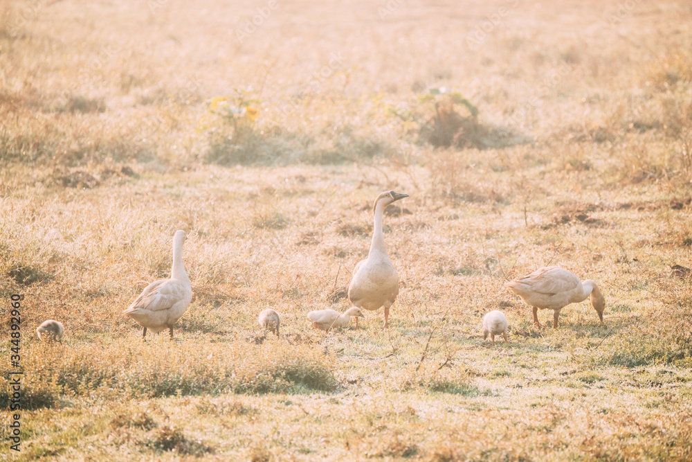 Domestic Geese And Goslings Walking On Field In Sunny Summer Day Domestic Geese And Goslings Walking On Field In Sunny Summer Day