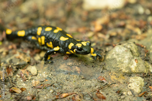 Fire Salamander © Ferdinand