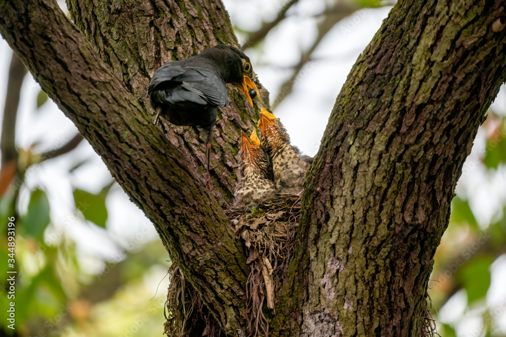 Close-up of a common blackbird feeding its young Close-up of a common blackbird feeding its young
