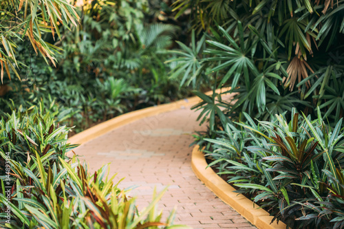 Green Leaves Of Crotons - Codiaeum Variegatum Pictum - Bushes Growing Along Walkway, Way Park Garden. photo