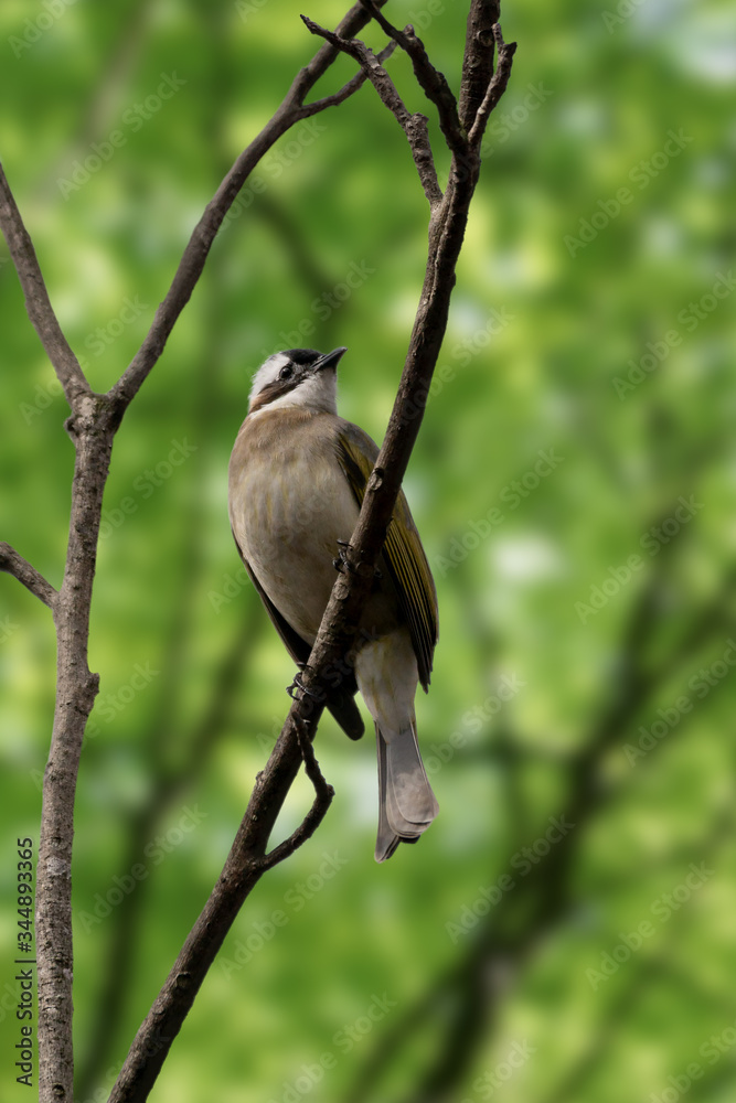 Fototapeta premium Close-up of a light-vented (Chinese) Bulbuls (Pycnonotus sinensis) sitting in a tree