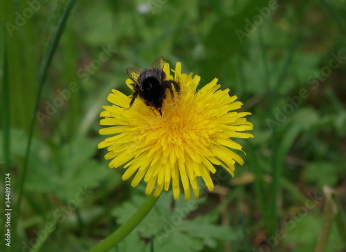 A bee collects nectar on a dandelion