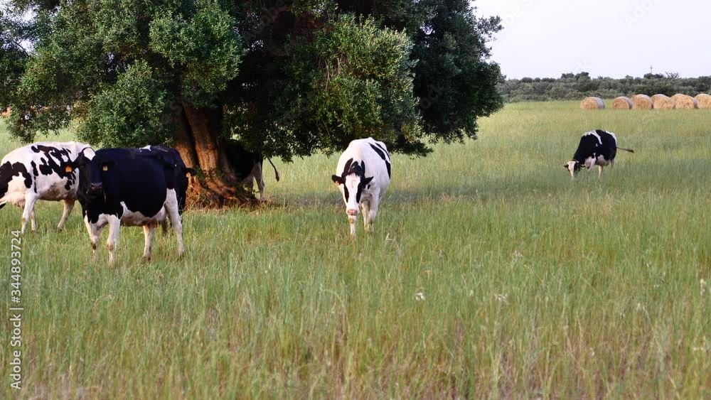 Group of cows grazing on green meadow, small forest in background Group of cows grazing on green meadow, small forest in background