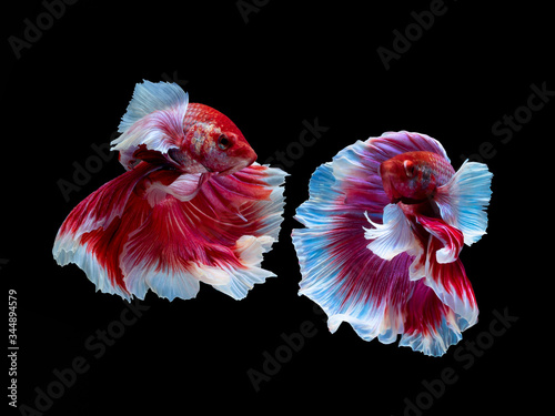 Action and movement of twin Thai fighting fish on a black background, Halfmoon Betta