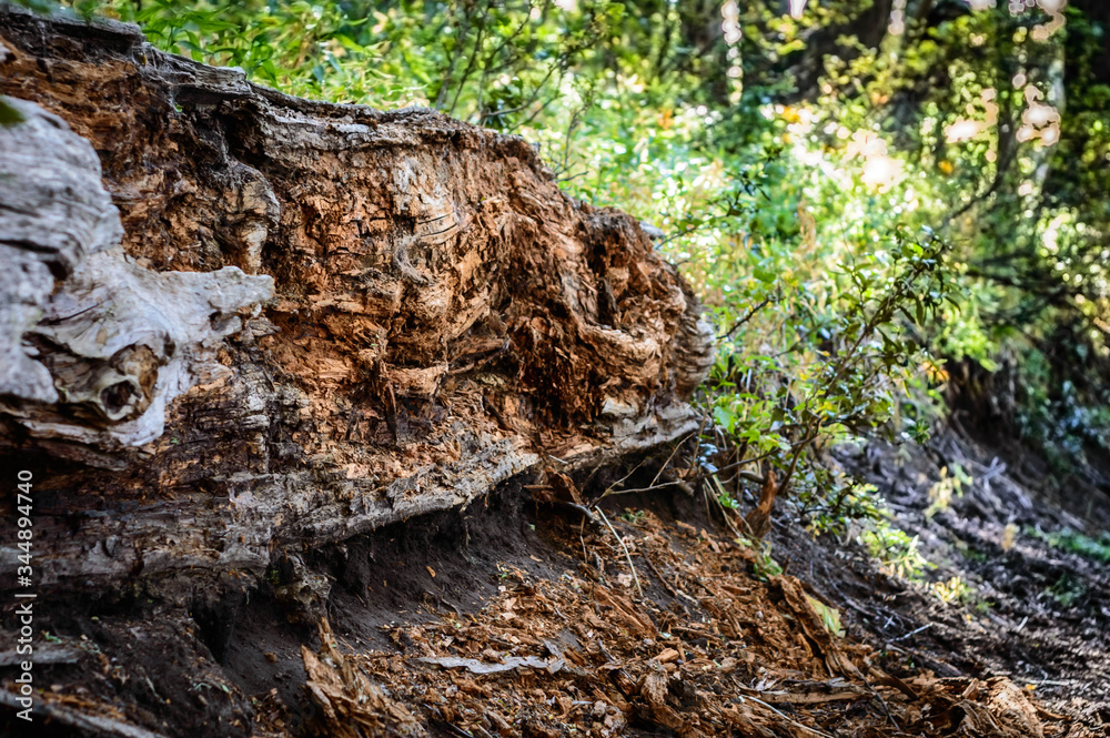Tree trunk on the ground gnawed by insects on a hot day in Bariloche. Tree trunk on the ground gnawed by insects on a hot day in Bariloche.