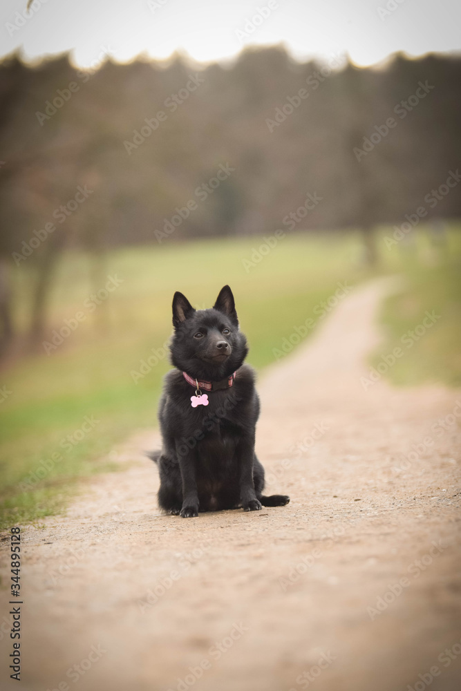 puppy of schipperke, who is sitting in meadow. She is so happy and crazy dog.