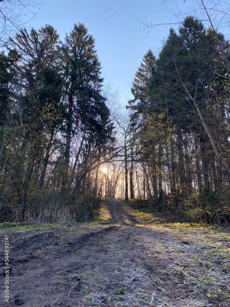 Fototapeta premium path in the forest