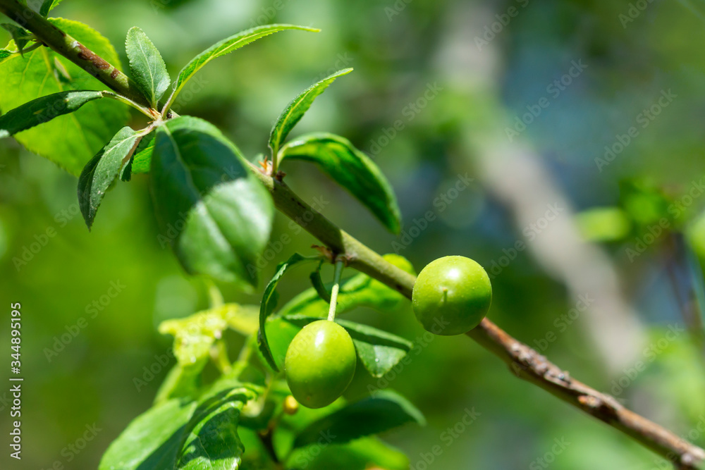 branch of a tree