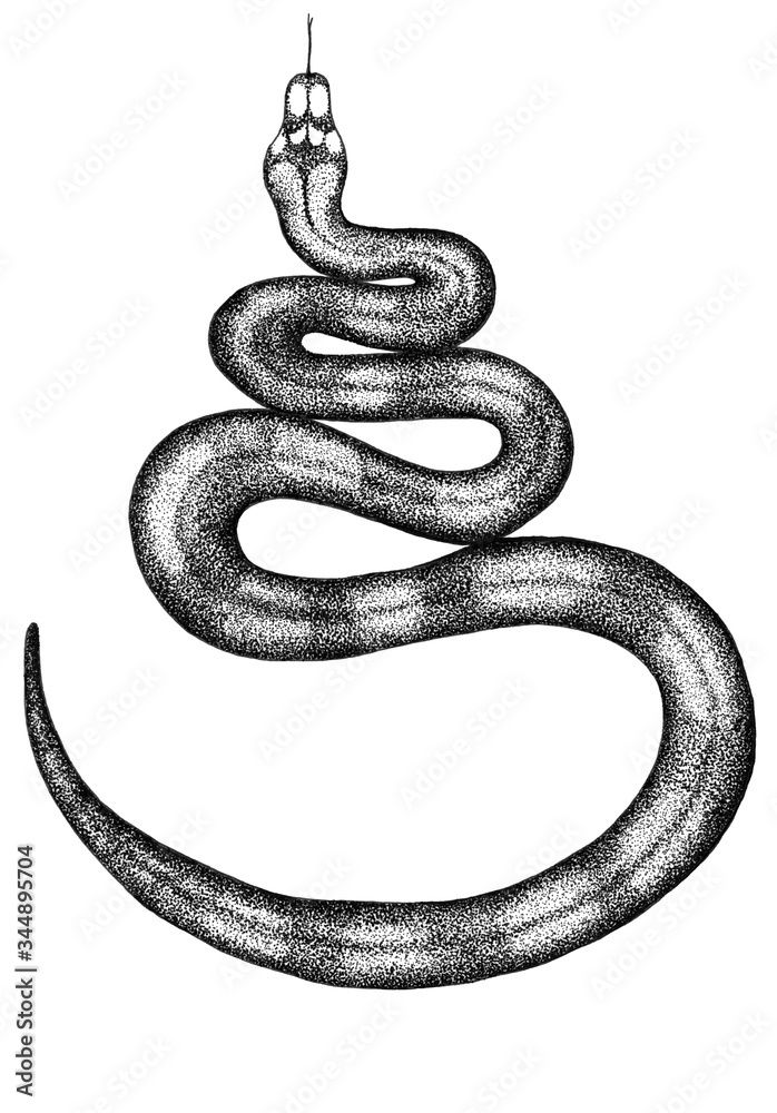 Obraz premium ink snake on a white monocrome