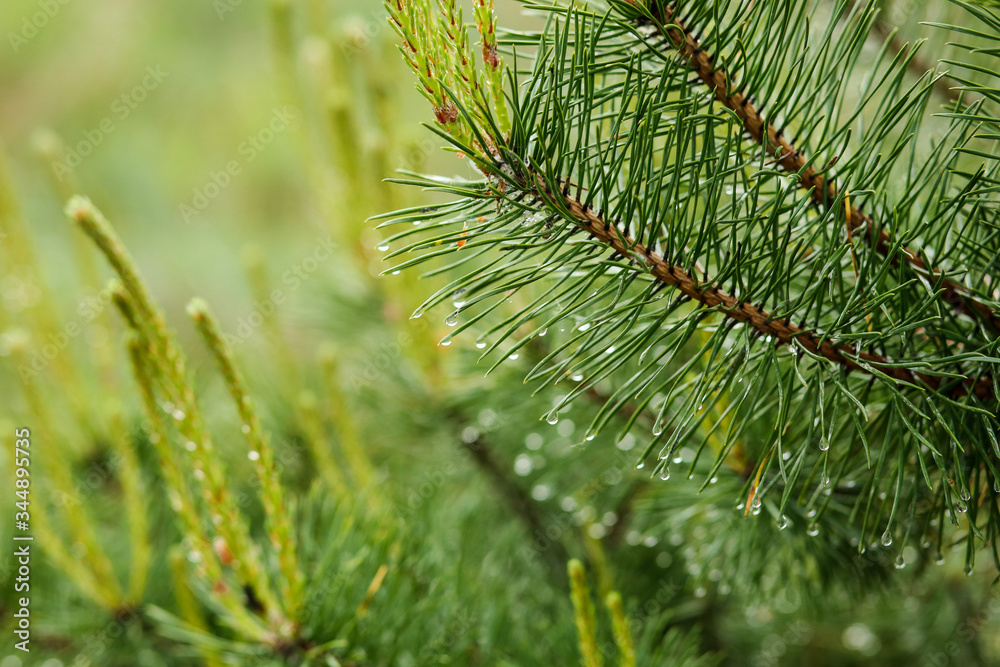 Fototapeta premium Pine branch droplets after rain 