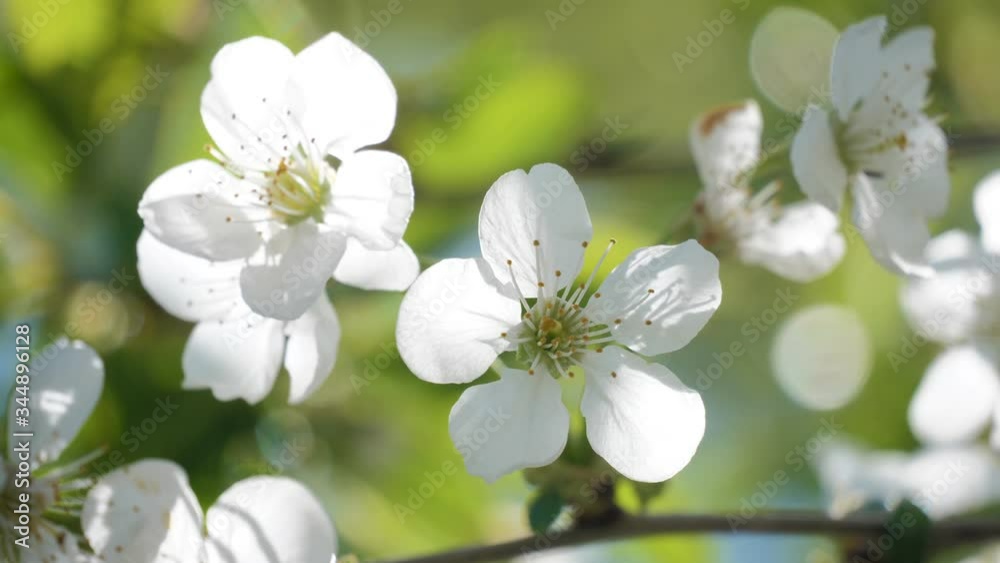 Flower trees blooming nature park city spring Flower trees blooming nature park city spring