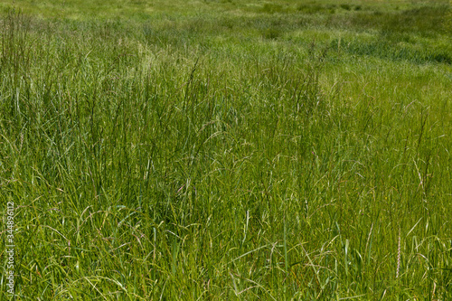 Backdrop of lush meadow grasses  green with a variety of textures  horizontal aspect