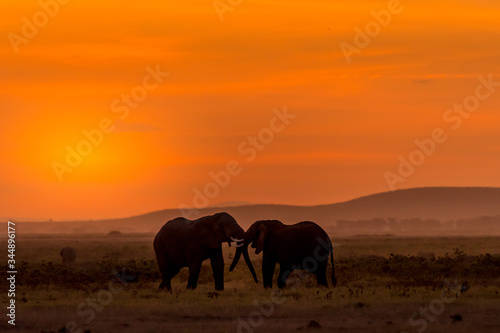 Sunset with Elephants in the Wild!
