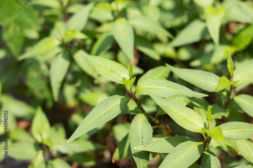 Green lead Persicaria odorata