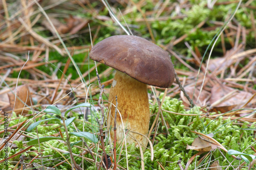  Mushrooms in the autumn forest