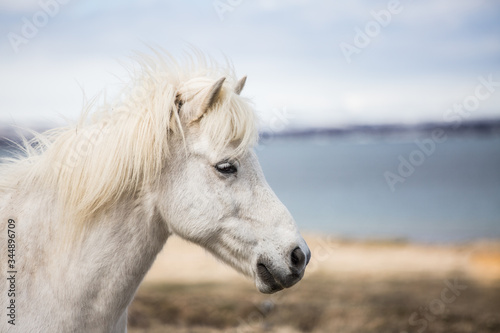 Icelandic horses  domestics and wild horses
