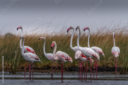 Flamingo Land! © Nilesh