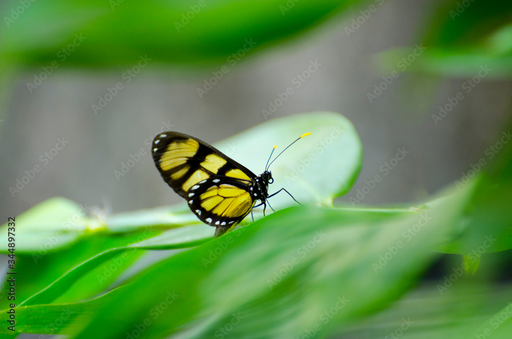 Fototapeta premium Inseto