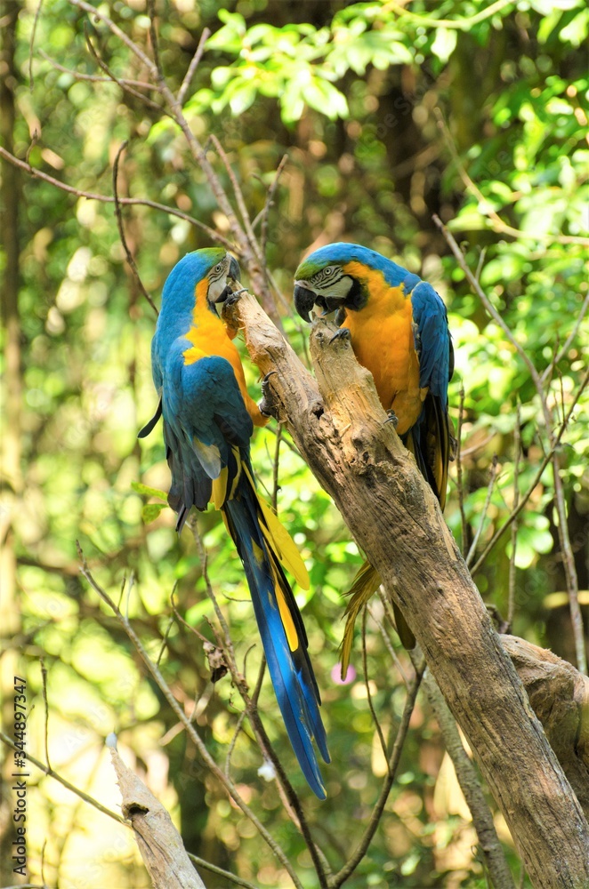 Obraz premium AVes
