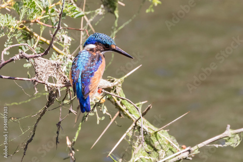 Malachite Kingfisher (Corythornis cristatus) perched on a branch at a dam
