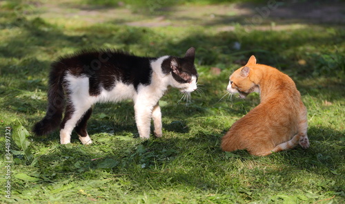 Black-and-white and ginger cats look into each other's eyes before the fight