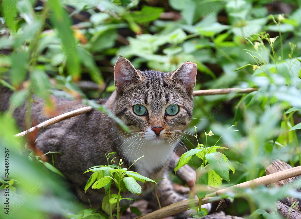 Portrait of a gray green-eyed cat in the grass