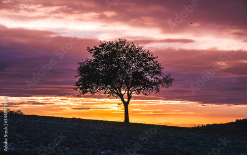 Single tree on field in colorful sundown light with beautiful purple sky