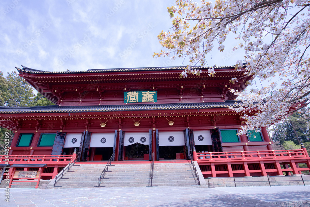 日光山輪王寺　三仏堂と金剛桜（国天然記念物）