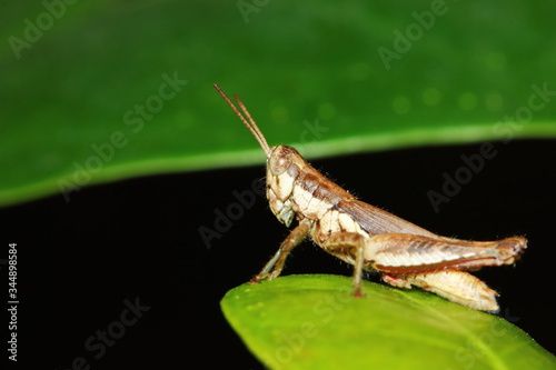 insect grasshopper is masked among green leaves in sunny