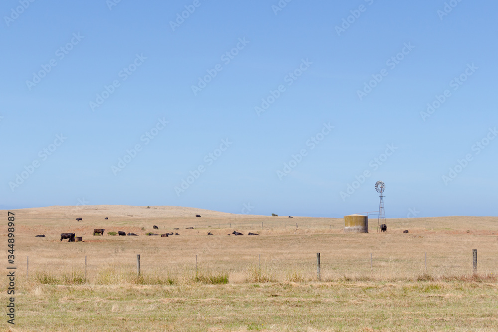 Australien Farmland with wind wheel and cows in a paddock