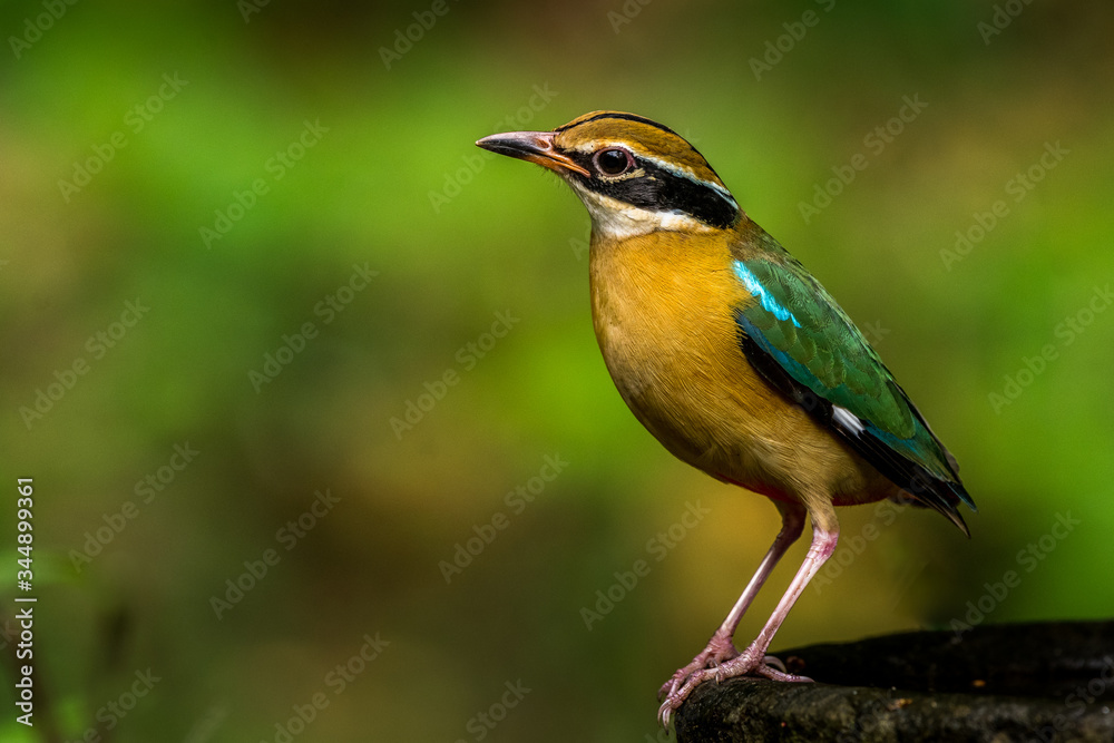 The Colourful Indian Pitta! The Colourful Indian Pitta!