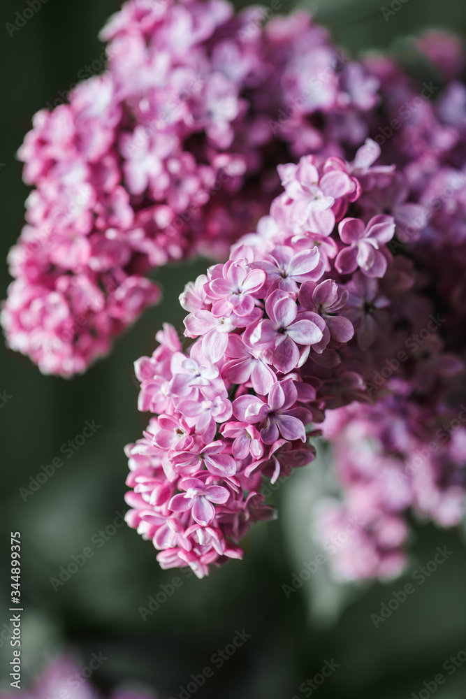 Lilac background. Purple lilac flowers spring blossom background