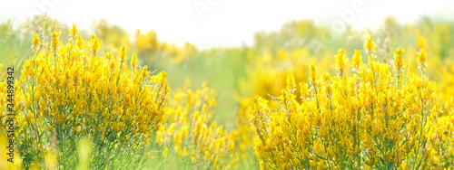 Bild auf Leinwand yellow Melilotus flowers on meadow close up
