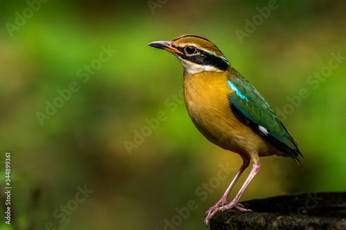 The Colourful Indian Pitta!