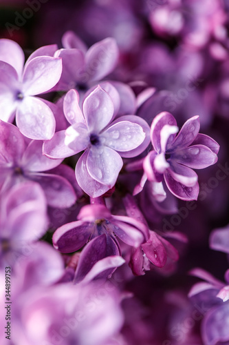 Lilac background. Purple lilac flowers spring blossom background