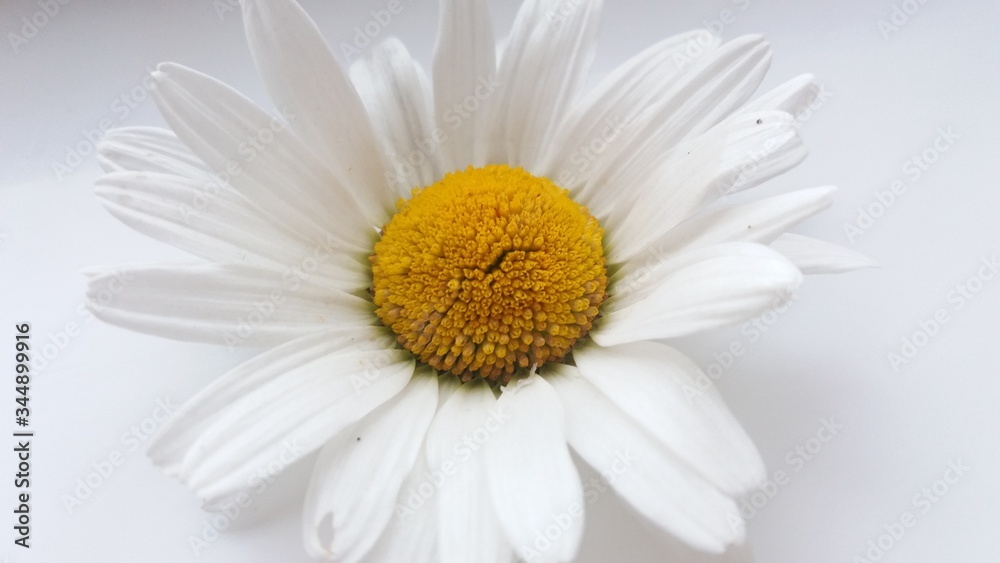 Fototapeta premium picture of chamomile on a white background. Flowers. Chamomiles are white.