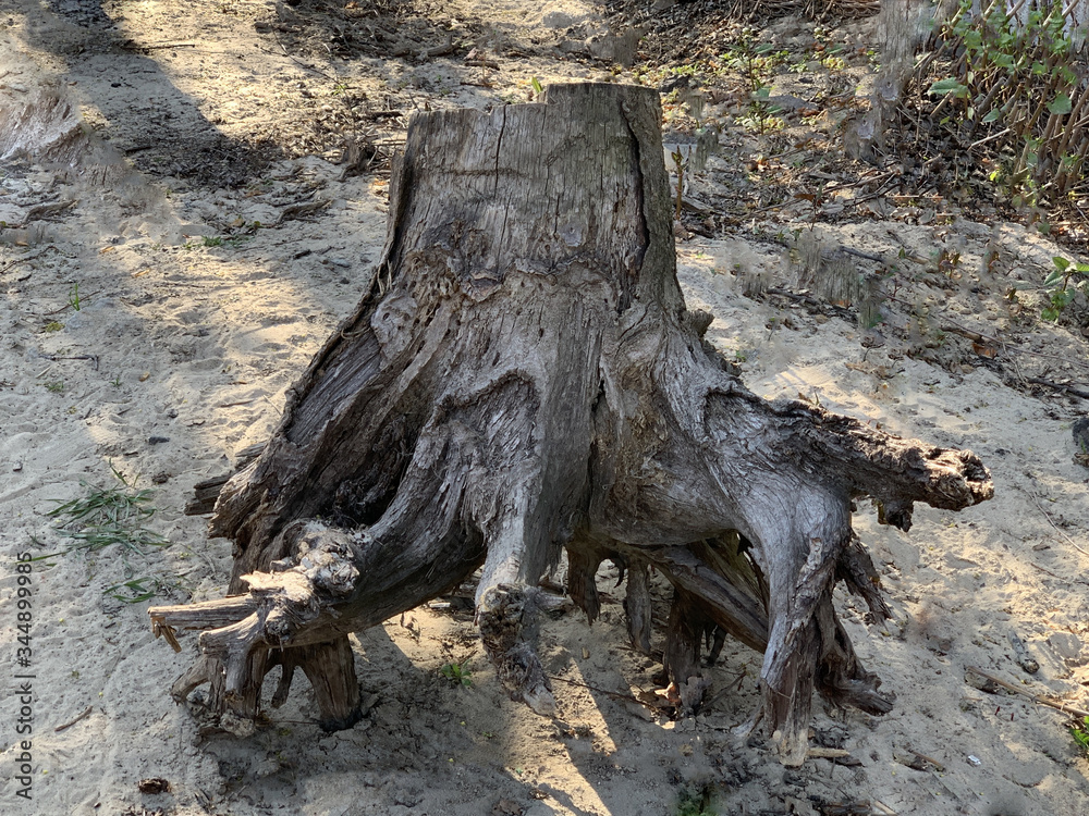 An uprooted old stump with big roots. The remains of a felled tree. An uprooted old stump with big roots. The remains of a felled tree.