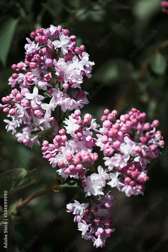 The blooming lilac bush with a lot of saturated buds and some light lilac flowers on the dark background. The blooming lilac bush with a lot of saturated buds and some light lilac flowers on the dark background.