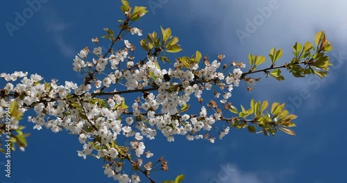 Kirschblüten im Wind gegen den Himmel aufgenommen und eine Nektar sammelnde Hummel