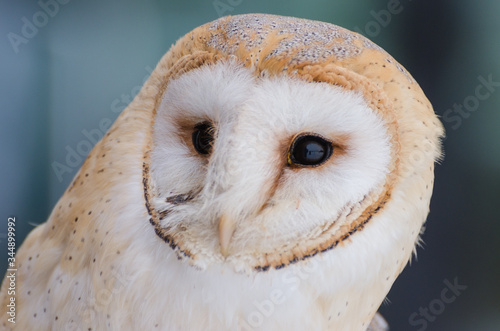 Barn owl