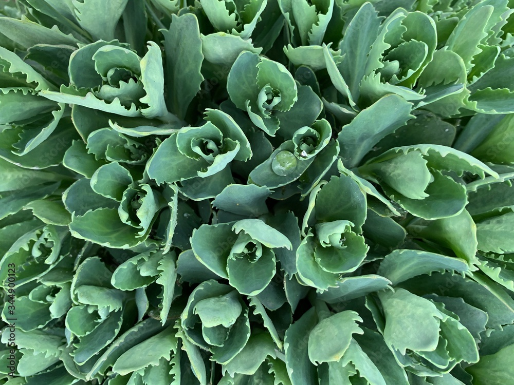 Background texture: many green petals. Wallpaper with the image of a green plant. Leaves of a flowering shrub. Background texture: many green petals. Wallpaper with the image of a green plant. Leaves of a flowering shrub.