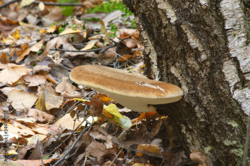  Mushrooms in the autumn forest